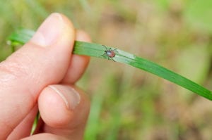 adult tick walking to warm source - nature shot