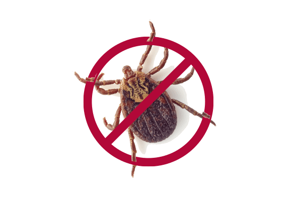 DFD’s Guide to Ticks